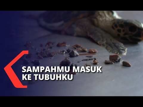 Penyu Terdampar di Bibir Pantai, Akibat Pencemaran Sampah Plastik di Laut ?