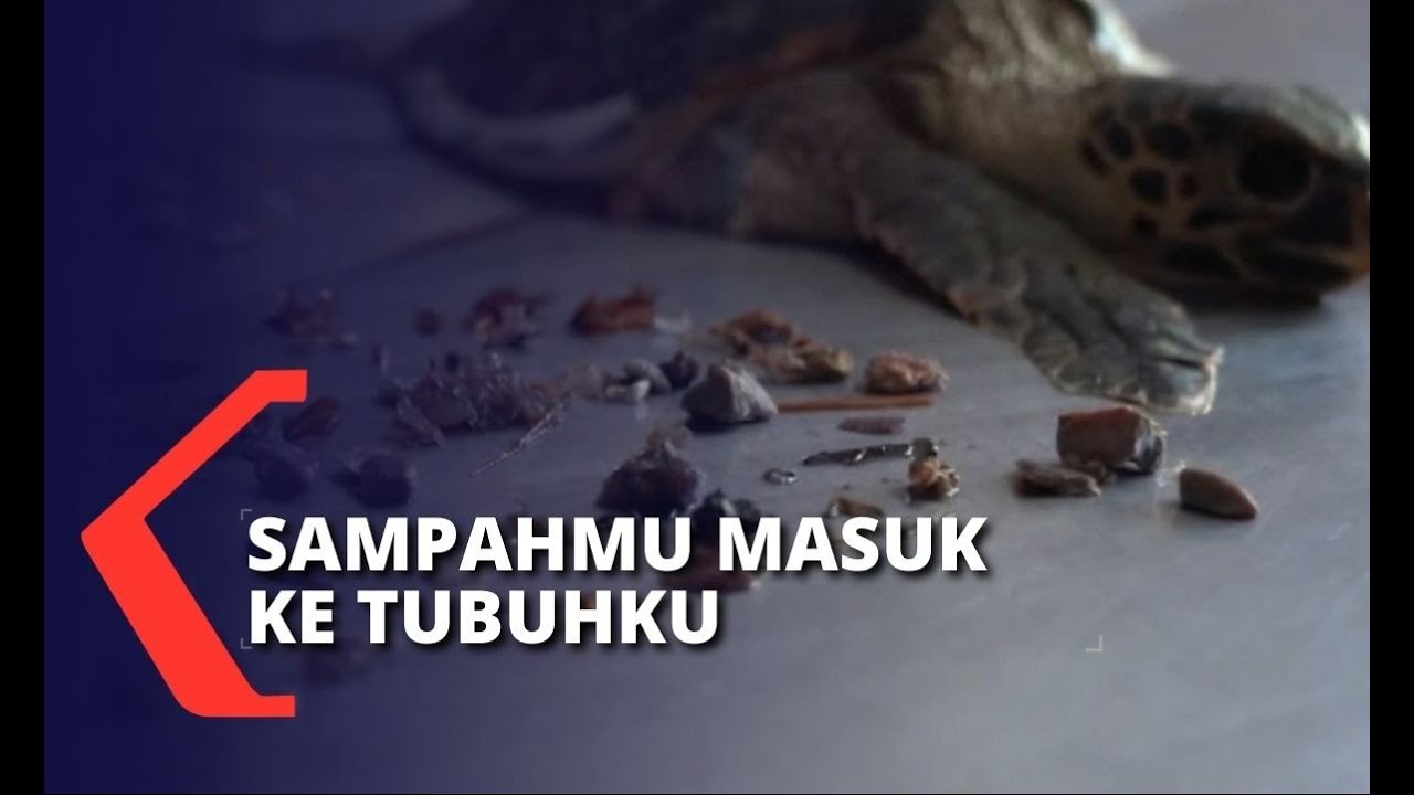 Penyu Terdampar di Bibir Pantai, Akibat Pencemaran Sampah Plastik di Laut ?