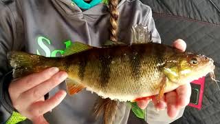 preview picture of video 'lake gogebic jumbo perch, baiting, location'