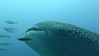 Big Blue Diving. I see a Whaleshark in the sea.