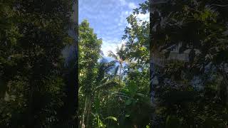 Download lagu cah ngarit#santriviral #viralvideo #viralshorts #storywa #shorts #fypシ゚viral #fyp mp3