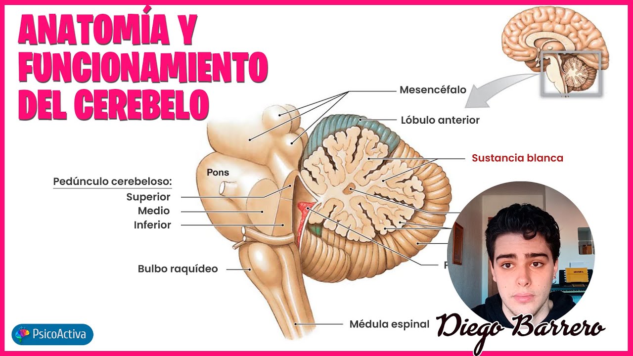Anatomía y funcionamiento del Cerebelo