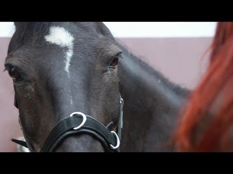 Problempferd Sascha - Teil 3 unseres Trainings nach dem Sehnenschaden