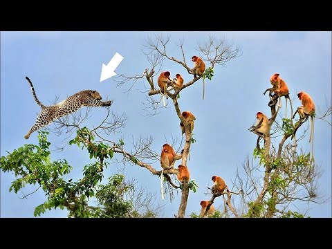Solo un leopardo puede cazar así: la astuta técnica de caza de los leopardos