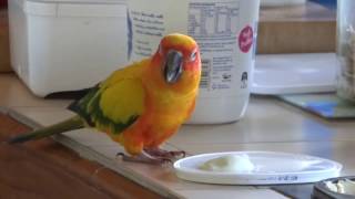Sun Conure "Sunshine" eating Yoghurt