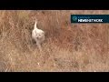 Adorable white lion cub practises his roaring skills