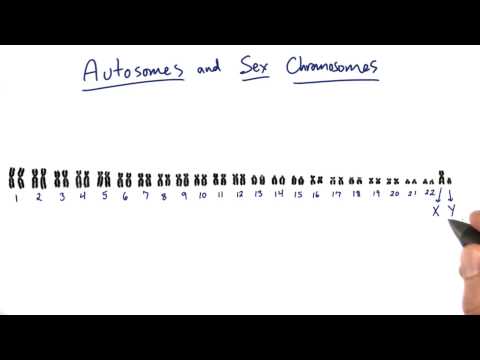 Sex Chromosomes - Tales from the Genome