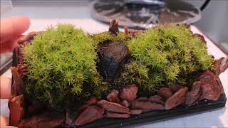 フィギアケースで苔を愛でる作り方（自己流）