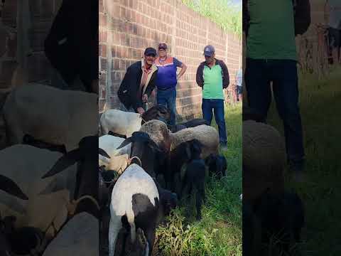 feira de carneiros em Canafistula de Frei Damião, segunda feira. Alagoas