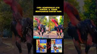 Download lagu Ciri ciri membedakan ayam teknik & ayam kontrol #ayambangkok #ayamaduan #hobiayam mp3 Download lagu Ciri ciri membedakan ayam teknik & ayam kontrol #ayambangkok #ayamaduan #hobiayam mp3