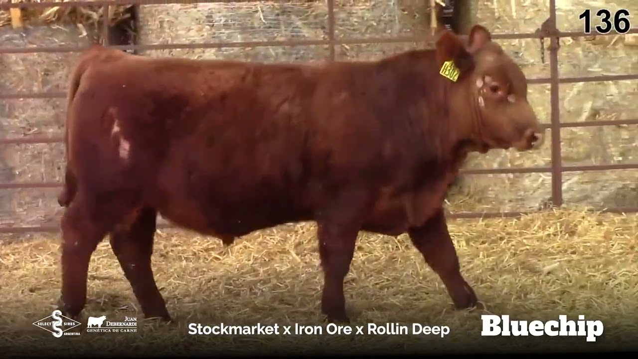 Vídeo BIEBER BLUE CHIP H302