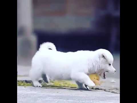 Mana sezga mihir oqibat