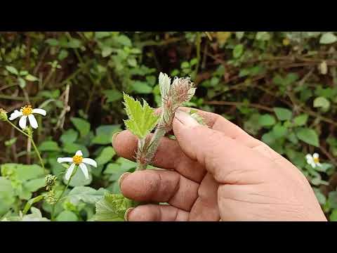 qhia tus tshuaj ua qoob zwm