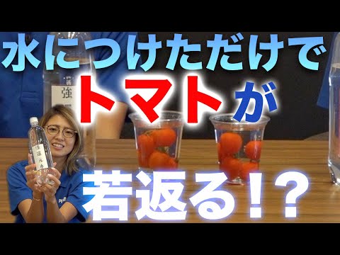 重炭酸ナトリウムによるトマトの疫病の治療。庭での白い粉の10の使い方  庭園