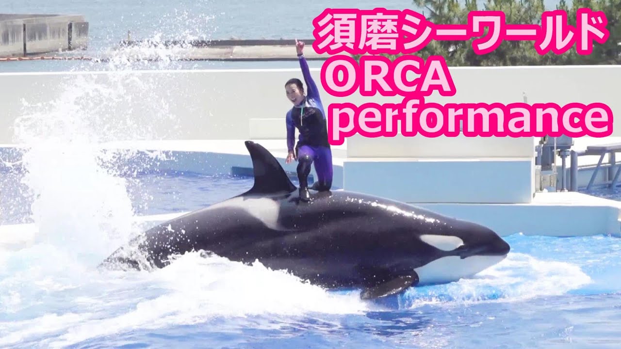 『神戸須磨シーワールド』ORCA performance（2024/06/01） 13：00～