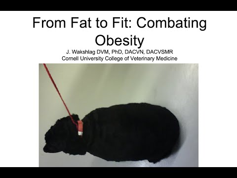 Weight Management in Dogs and Cats