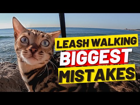 If You’re Walking Your Cat DON’t MAKE THESE 10 MISTAKES