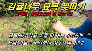 감귤 묘목 꽃따기 : 묘목도 꽃을 따 내는 이유??, 묘목을 키우는 건 노지보다 하우스??!!