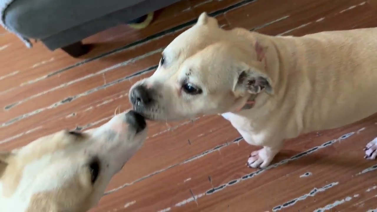 Enlarge Harper Happy, a Adoptable mixed breed in Woburn, MA video 6/6