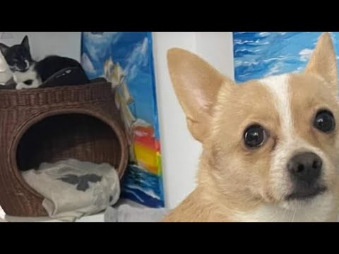 Why Are Pets Leaving Unveiling the Myst 2024