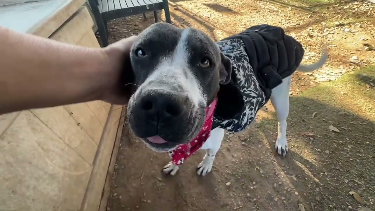 Lillian, a Adoptable mixed breed in Austin, TX video 6/6