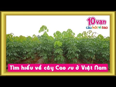 Tìm hiểu về cây cao su ở Việt Nam (10 vạn câu hỏi vì sao)