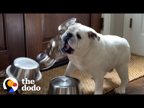 The Dog Only Wants To Play With…Bowls