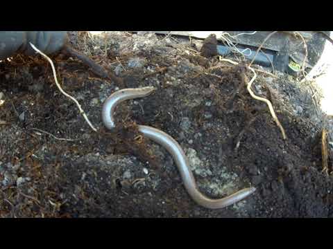 Lábatlan gyík - Anguis fragilis  a komposztáló lakója 3 ( 2K )