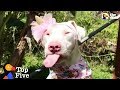 Blind And Deaf Rescue Dog Doesn T Know She S Any Different Inspiring Dog Rescues The Dodo Top 5