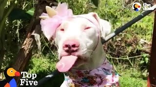 Blind And Deaf Rescue Dog Doesn't Know She's Any Different + Inspiring Dog Rescues | The Dodo Top 5