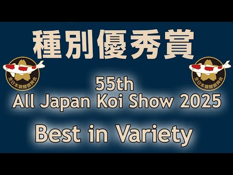 “Stunning Koi” The 55th All Japan Koi Show 2025 - Best in Variety Winners