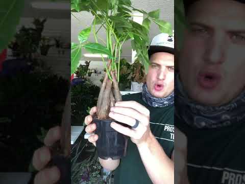 Pachira Money Tree Care Guide