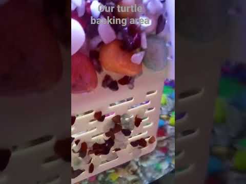 Basking area || Indian Roof Turtle || Enjoying ##