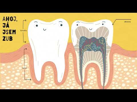 Zuby máš jen dvoje