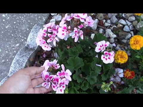 download lagu mp3 mp4 Geranium Americana Salmon, download lagu Geranium Americana Salmon gratis, unduh video klip Geranium Americana Salmon
