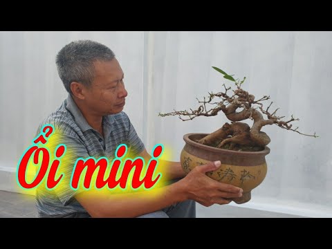 SH.6623. Cây Ổi bonsai mini đây bác nào thích không.