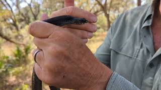 Hognose Snakes