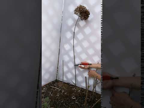 2024年のアジサイの剪定は何月に行うべきですか？豪華な花を咲かせるにはどうすればよいですか？  庭園