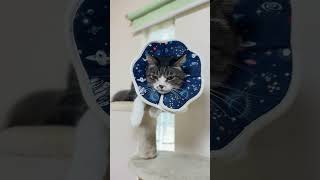 今日は曇り後雨、傘を持っていくと良いでしょう。パラボラ猫