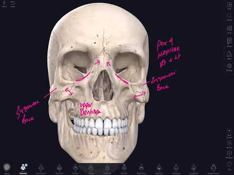 Anterior Aspect of Skull
