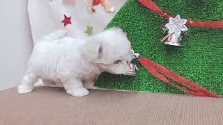 ハーフ犬の動画01