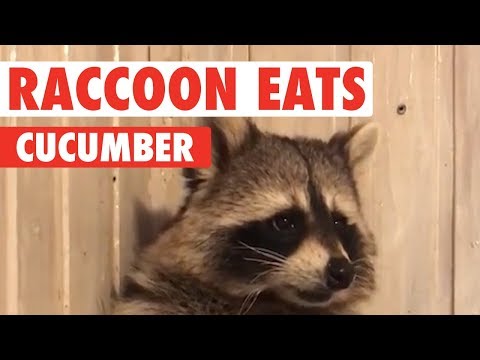 Raccoon Eats Cucumber