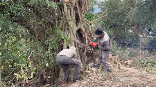 Cutting Down a Dangerous Overgrown Banyan Tree – Expert Tree Cutting Technique, Impressive!