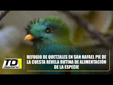 Refugio de quetzales en San Rafael Pie de la Cuesta revela rutina de alimentación de la especie