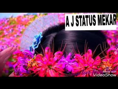 Koi Langda koi fish blogger