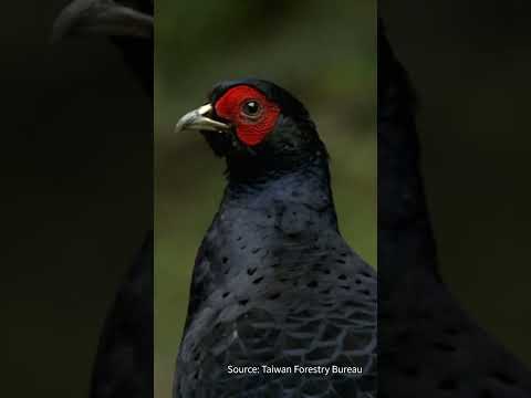 Taiwan's Unofficial National Bird: Mikado Pheasant