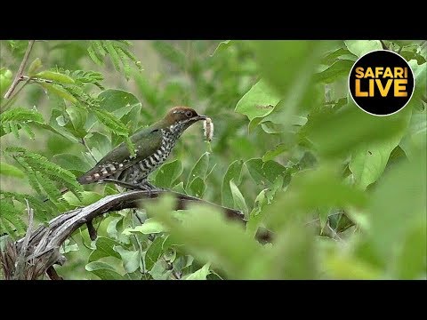 safariLIVE - Night Safari - April 12, 2019