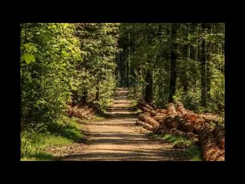 Vogelgezwitscher im Wald - Natur pur!