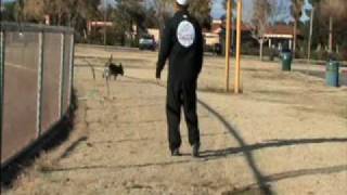 Teach your dog the Hula