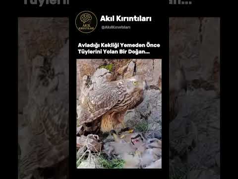 Doğada Merhamet Yok, Denge Var! Bu Video da Bunun Kanıtı!